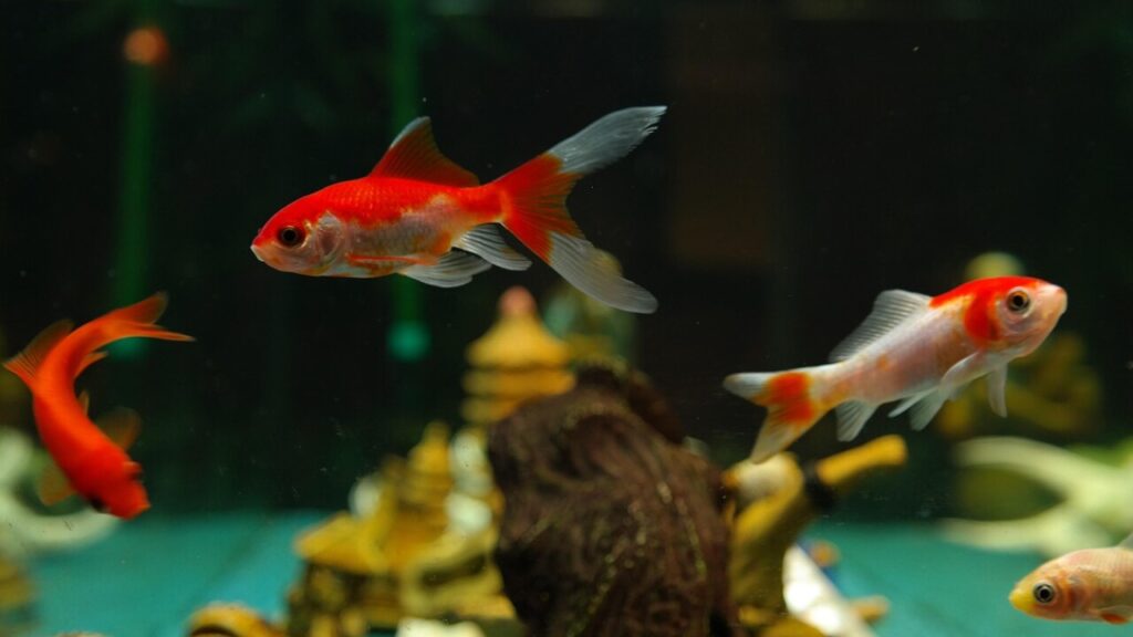 Télécharger le formulaire cerfa 11530 en PDF gratuit