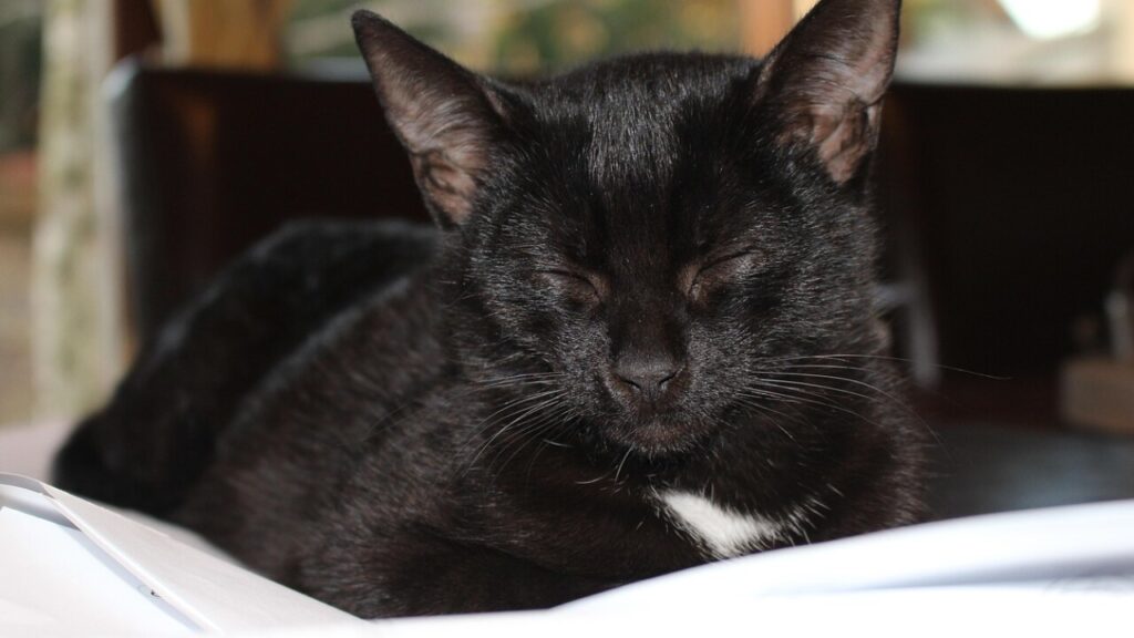 Formulaire 750 CPAM - Télécharger le PDF à remplir gratuitement