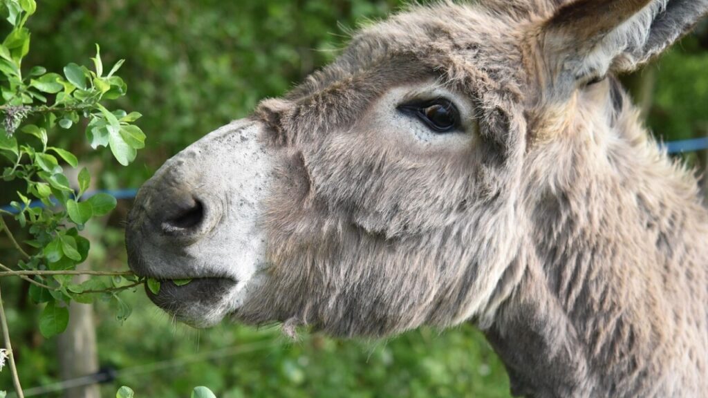 Télécharger le formulaire ass en PDF gratuit