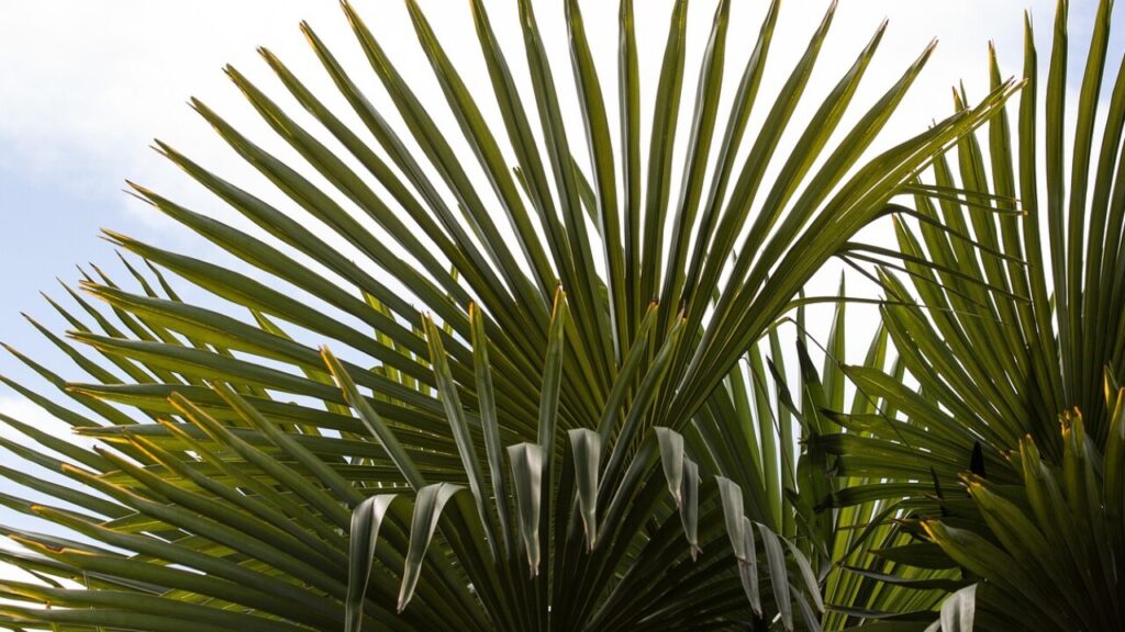 Télécharger le formulaire de fractionnement pour le congé paternité en PDF gratuit