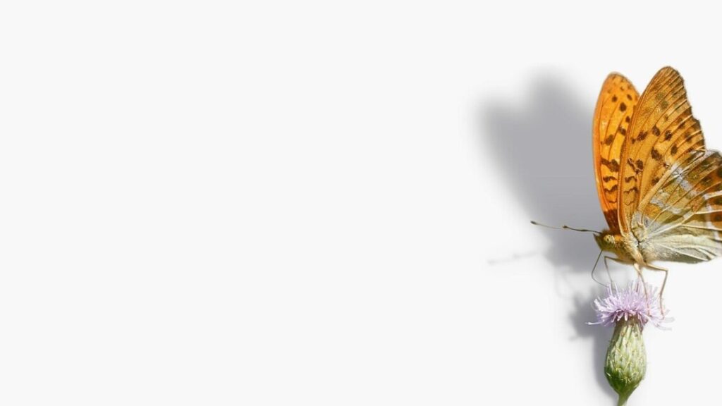 Formulaire dérogation DASEN en PDF à télécharger gratuitement