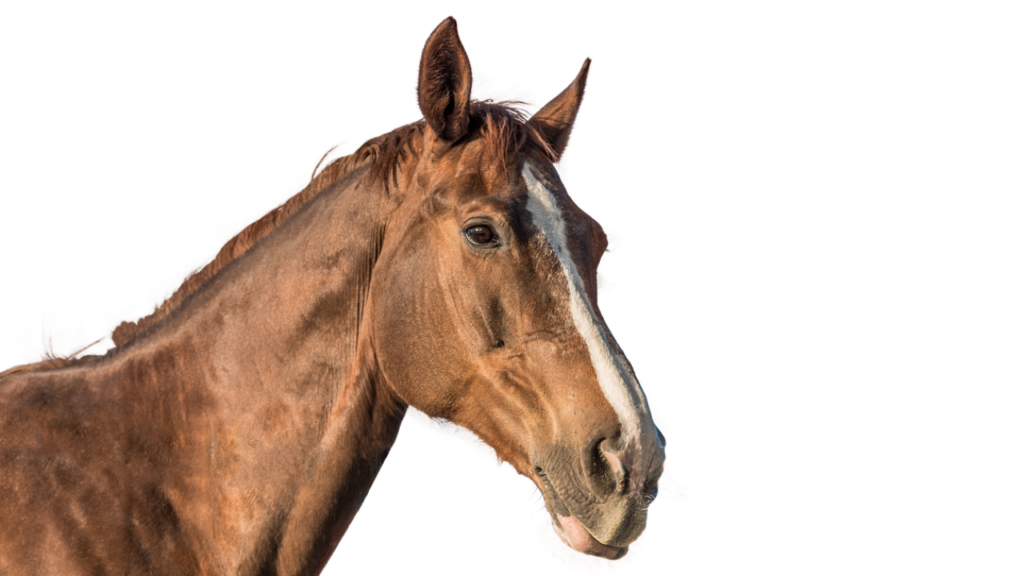 Télécharger le formulaire de dispense de prélèvement AGIRC-ARRCO en PDF gratuit