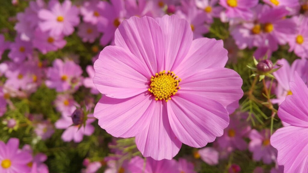 Télécharger le formulaire zou solidaire en PDF gratuit