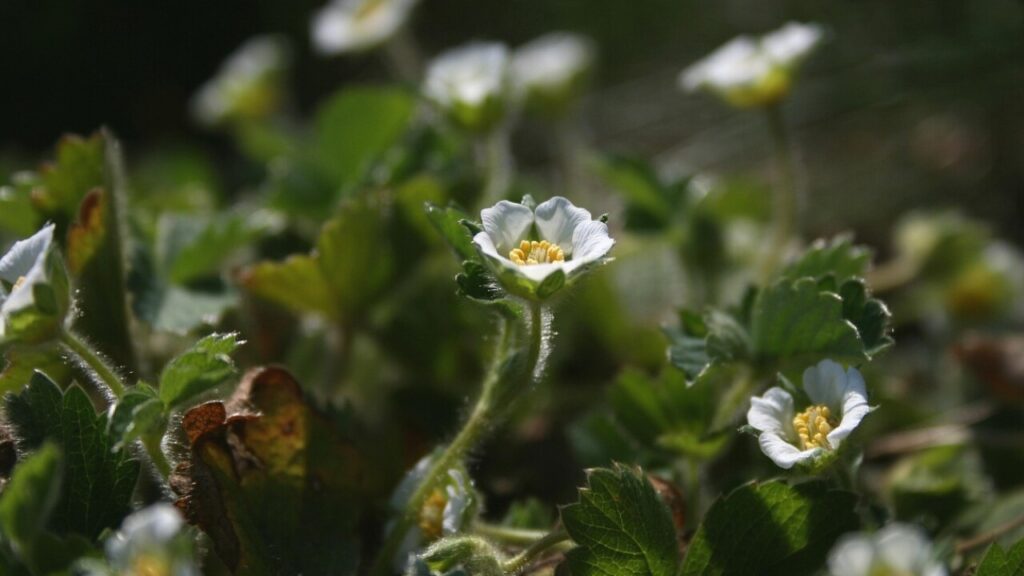 Télécharger le formulaire de transmission des périodes de congé paternité en PDF gratuit