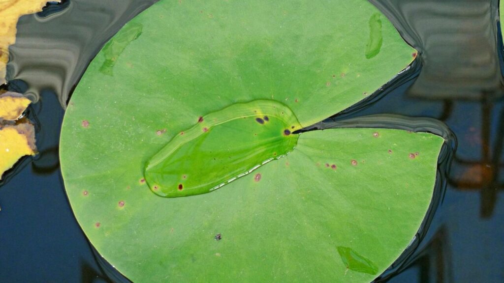 Formulaire PAC à télécharger en PDF gratuit